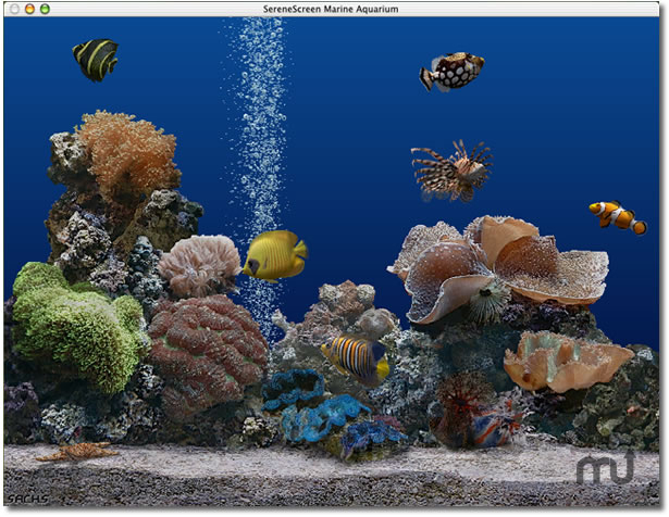 best aquarium screensaver for mac